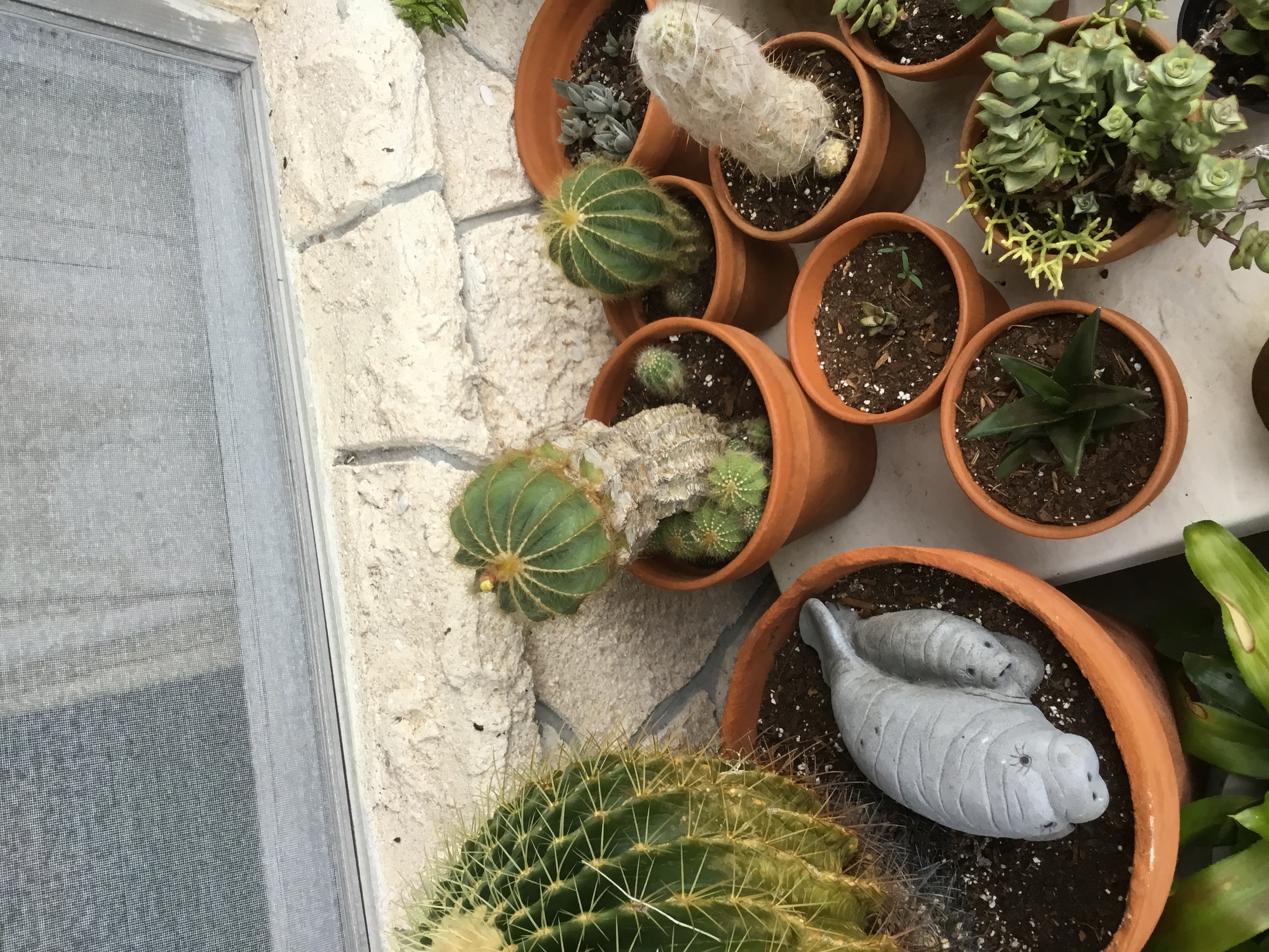 Parodia magnifica (Ball Cactus)(2).jpg